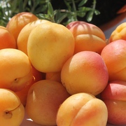 Grüner Weingartenpfirsich